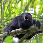 Black Howler Monkey, In Belize, Howling