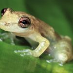 Tree Frog Belize